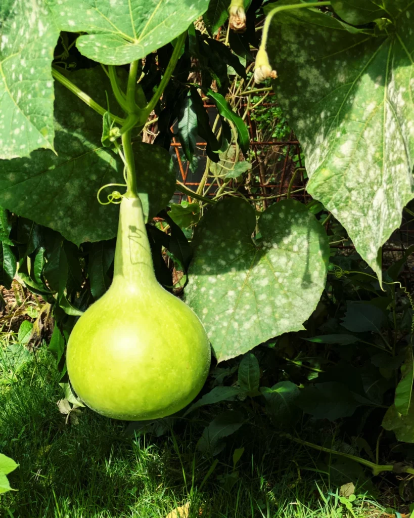 courge verte sur son pied, pas encore cueillie